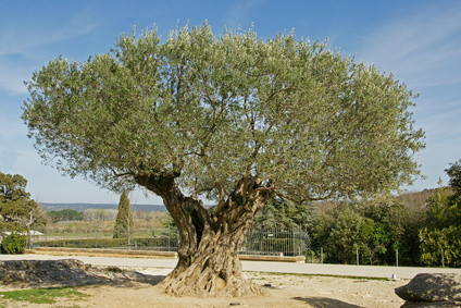 árbol olivo